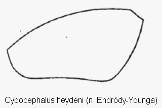 cybocephalus_heydeni_fld.gif
