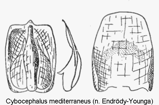 cybocephalus_mediterraneus.gif