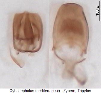 cybocephalus_mediterraneus.jpg