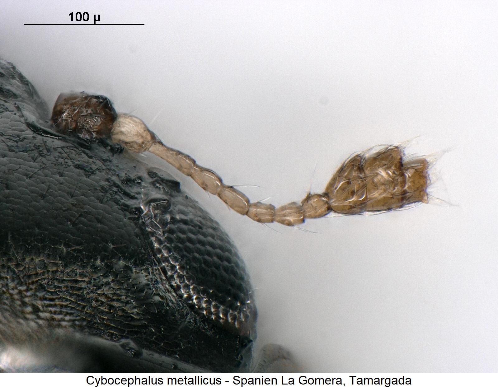 cybocephalus_metallicus_f.jpg