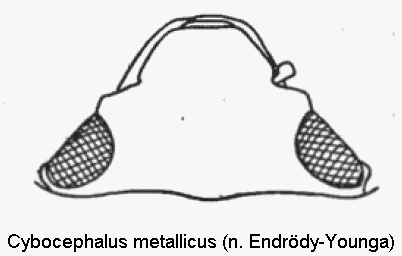 cybocephalus_metallicus_k.gif