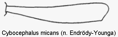 cybocephalus_micans_vschn.gif