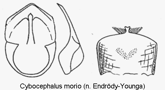 cybocephalus_morio.gif