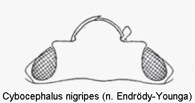 cybocephalus_nigriceps_k.gif