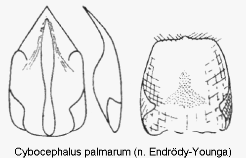 cybocephalus_palmarum.gif