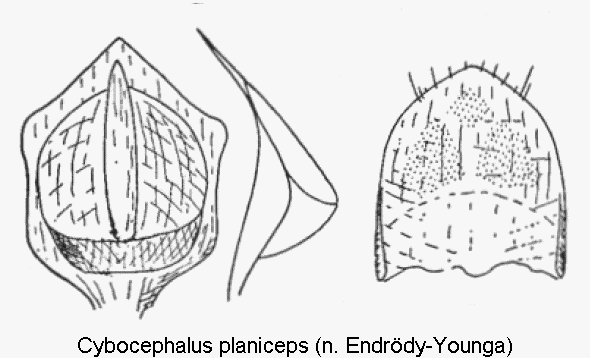 cybocephalus_planiceps.gif