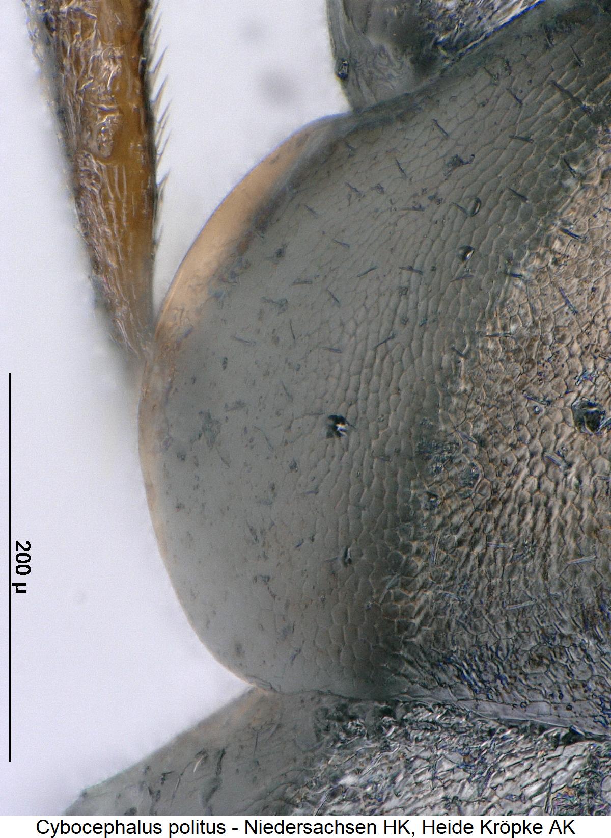 cybocephalus_politus_hsch.jpg