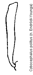 cybocephalus_politus_vschn.gif