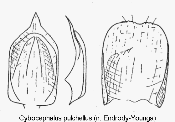 cybocephalus_pulchellus.gif