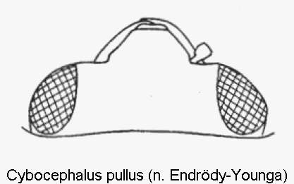 cybocephalus_pullus_k.gif