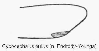 cybocephalus_pullus_vschn.gif