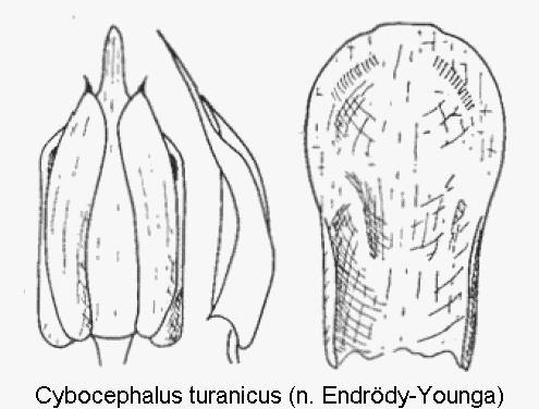 cybocephalus_turanicus.gif