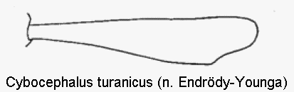 cybocephalus_turanicus_vschn.gif