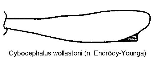 cybocephalus_wollastoni_vschn.gif