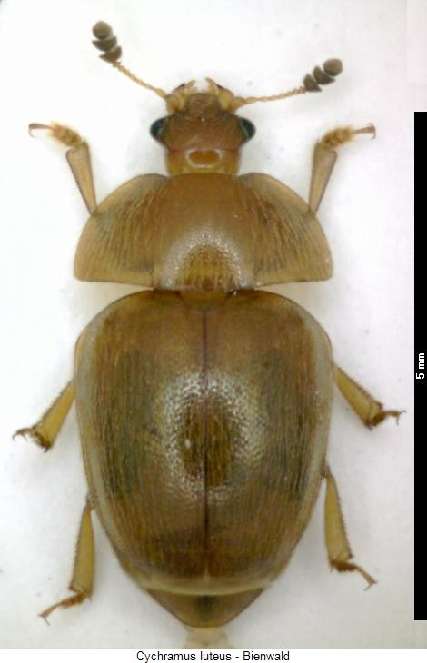cychramus_luteus_hab.jpg