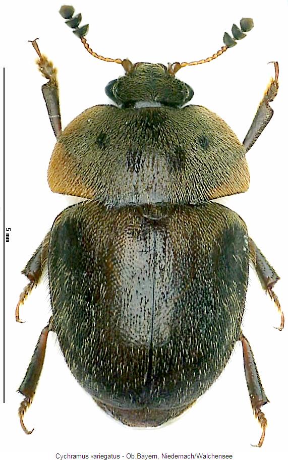cychramus_variegatus_hab.jpg