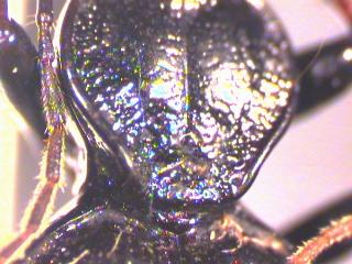 cychrus_attenuatus_hsch.jpg