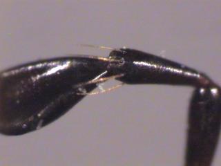 cychrus_caraboides_ts.jpg