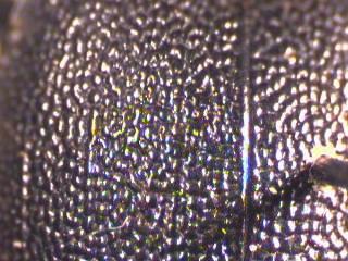 cychrus_rostratus_fld.jpg