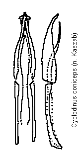 cyclodinus_coniceps.gif