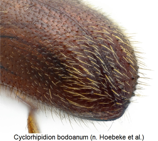 cyclorhipidion_bodoanum_hlb.jpg