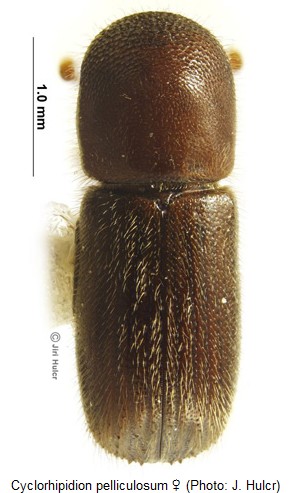 cyclorhipidion_pelliculosum_hab.jpg