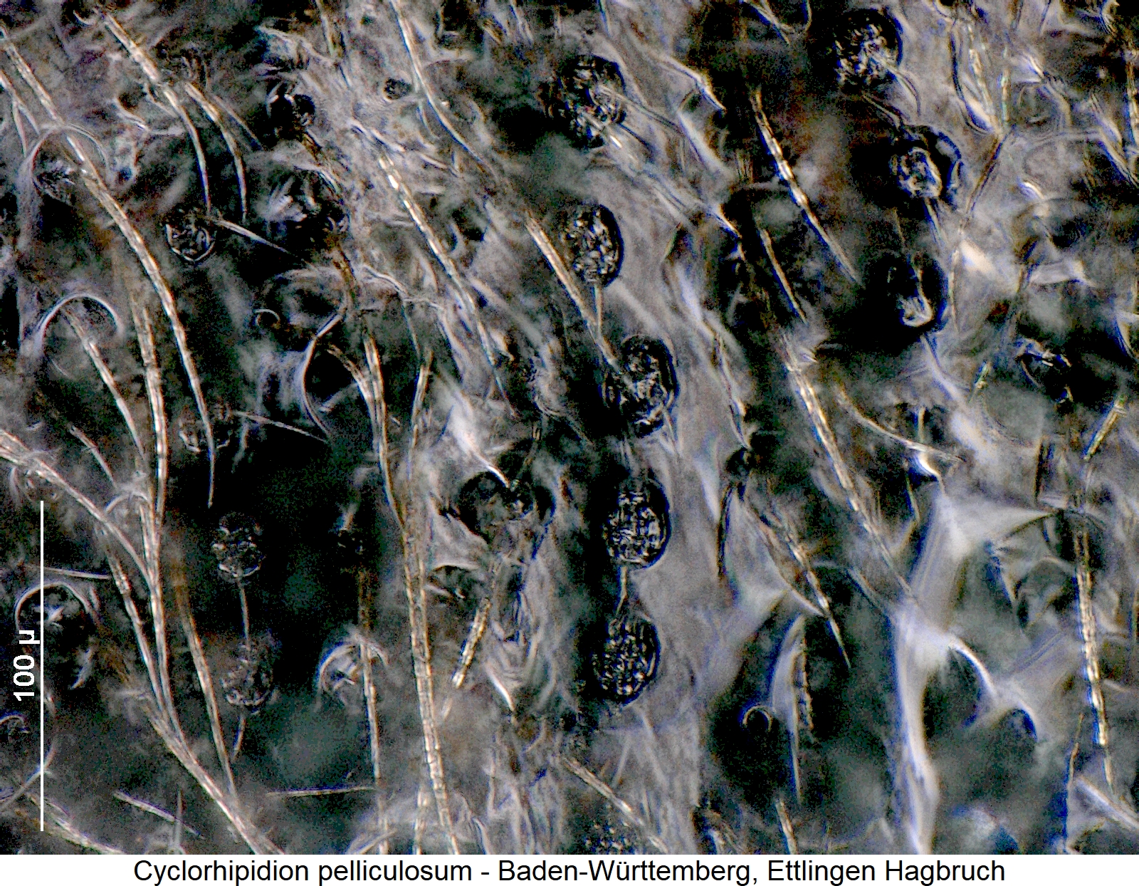 cyclorhipidion_pelliculosum_int.jpg
