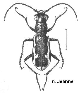 cylindera_paludosa.jpg