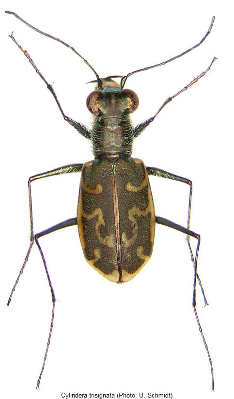 cylindera_trisignata_hab.jpg