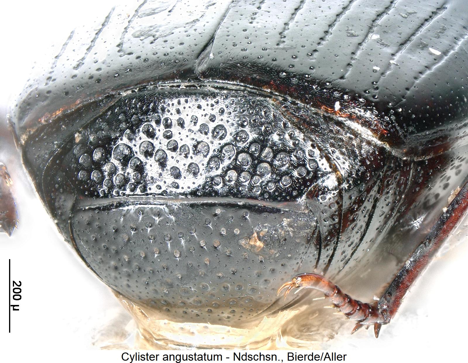 cylister_angustatum_pyg.jpg