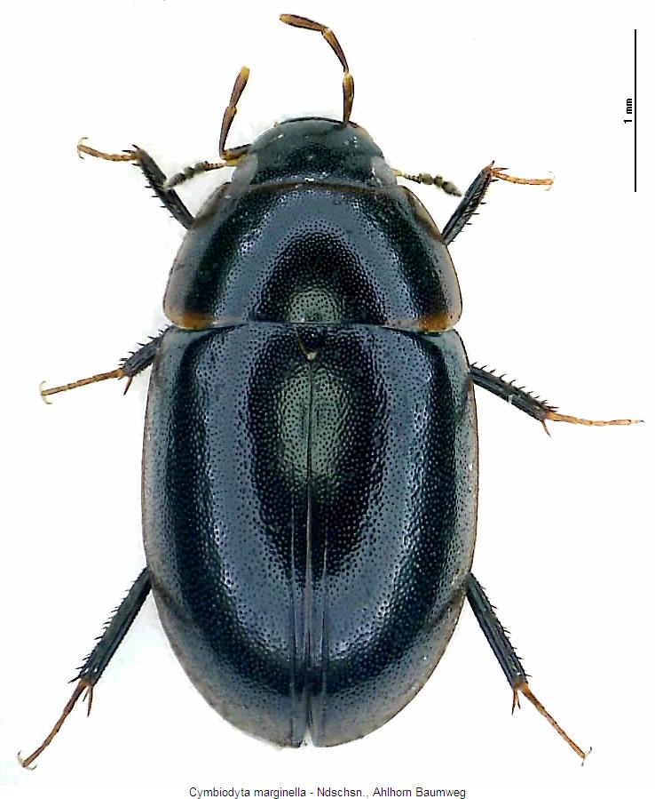 cymbiodyta_marginella_hab.jpg