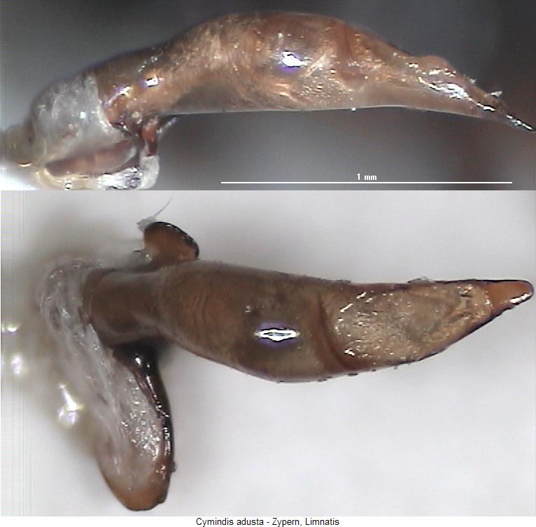 cymindis_adusta.jpg