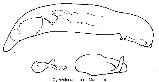 cymindis_amicta.gif