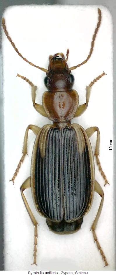 cymindis_axillaris_hab.jpg