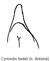 cymindis_bedeli.gif