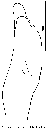 cymindis_cincta.gif