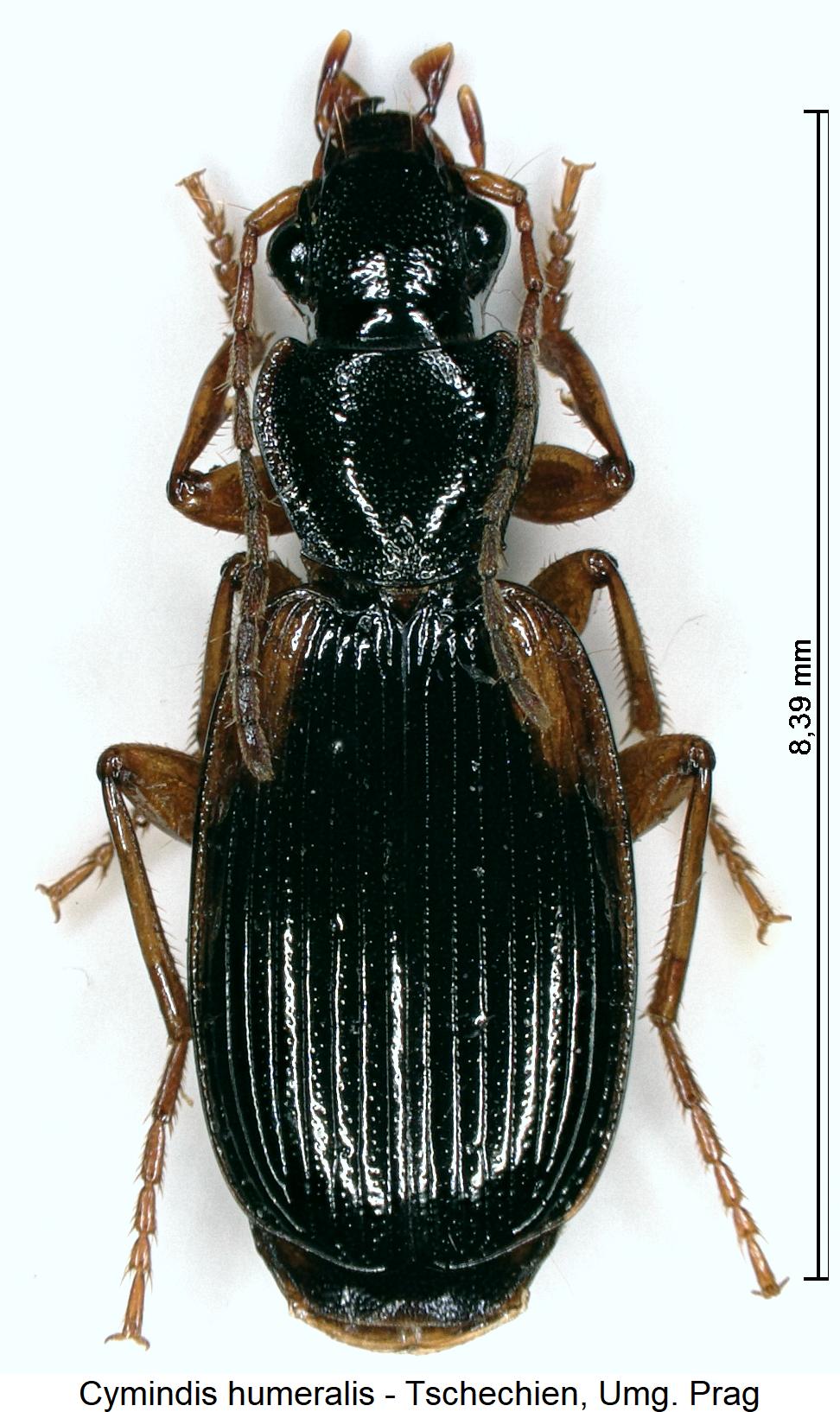 cymindis_humeralis_hab.jpg