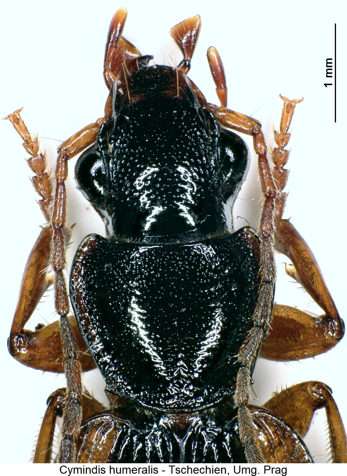 cymindis_humeralis_vk.jpg