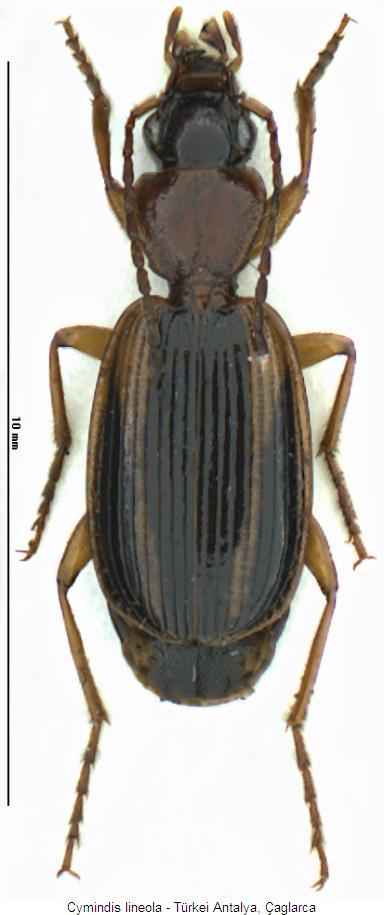 cymindis_lineola_hab.jpg