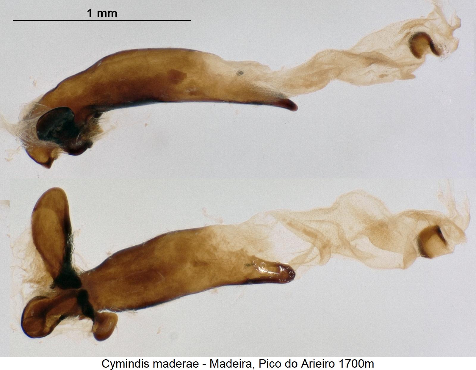 cymindis_maderae.jpg