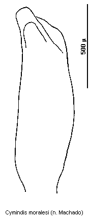 cymindis_moralesi.gif