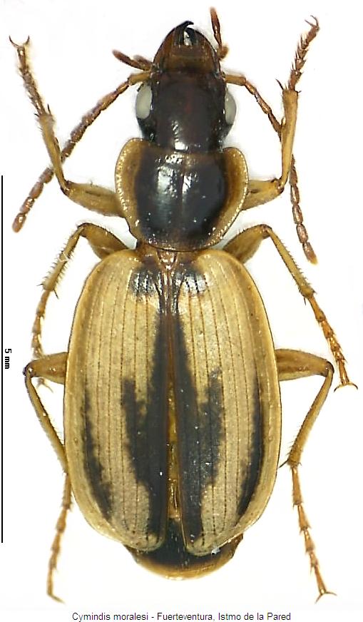 cymindis_moralesi_hab.jpg