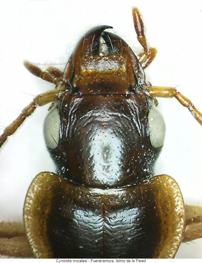 cymindis_moralesi_k.jpg