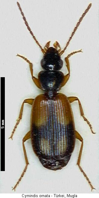 cymindis_ornata_hab.jpg