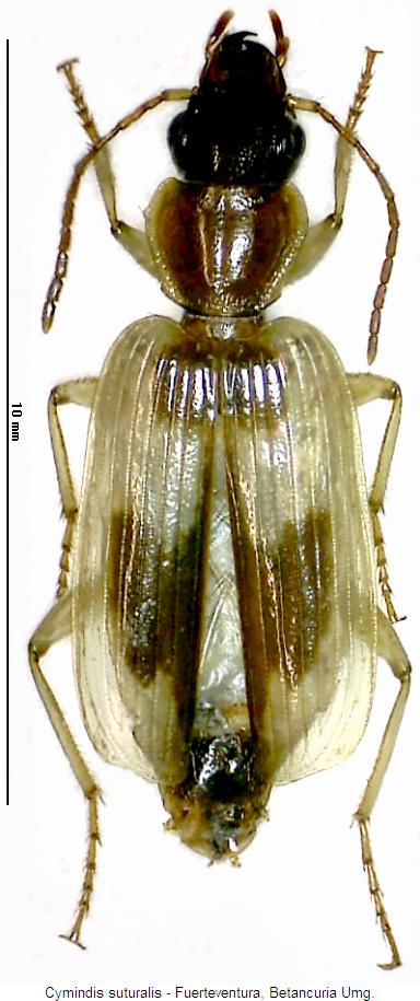 cymindis_pseudosuturalis_hab.jpg