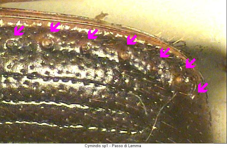 cymindis_sp1_fld.jpg
