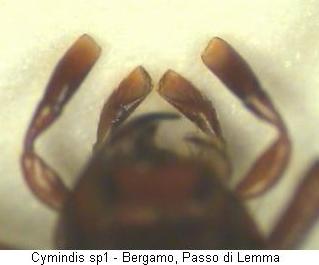 cymindis_sp1_ts.jpg