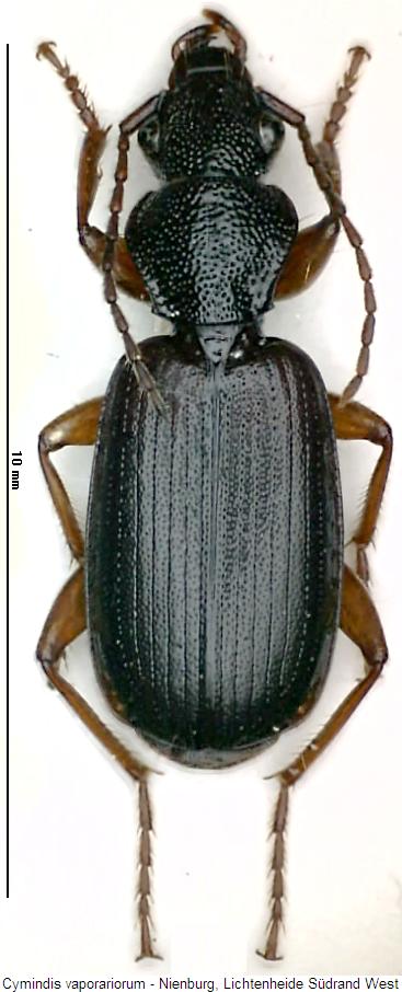 cymindis_vaporariorum_hab.jpg