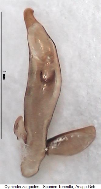 cymindis_zargoides.jpg