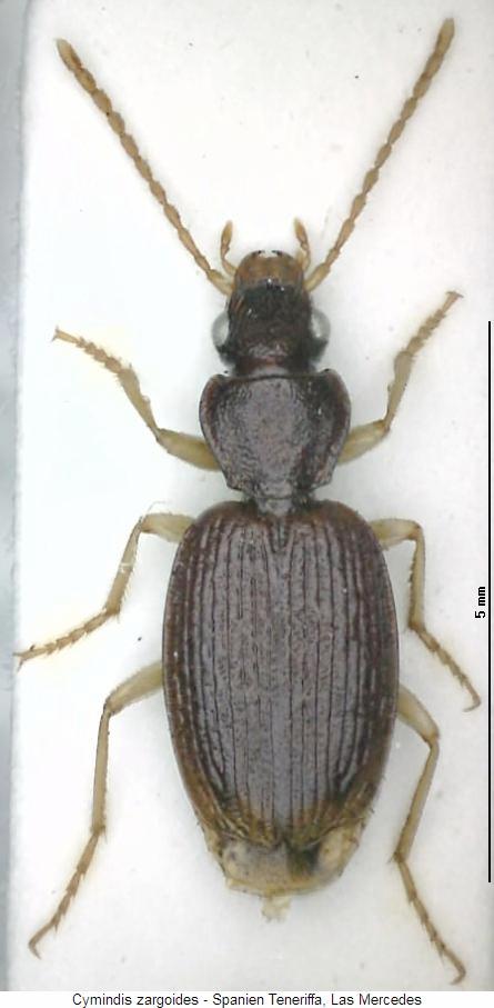 cymindis_zargoides_hab.jpg